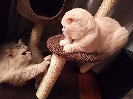 向かい合う2匹の猫