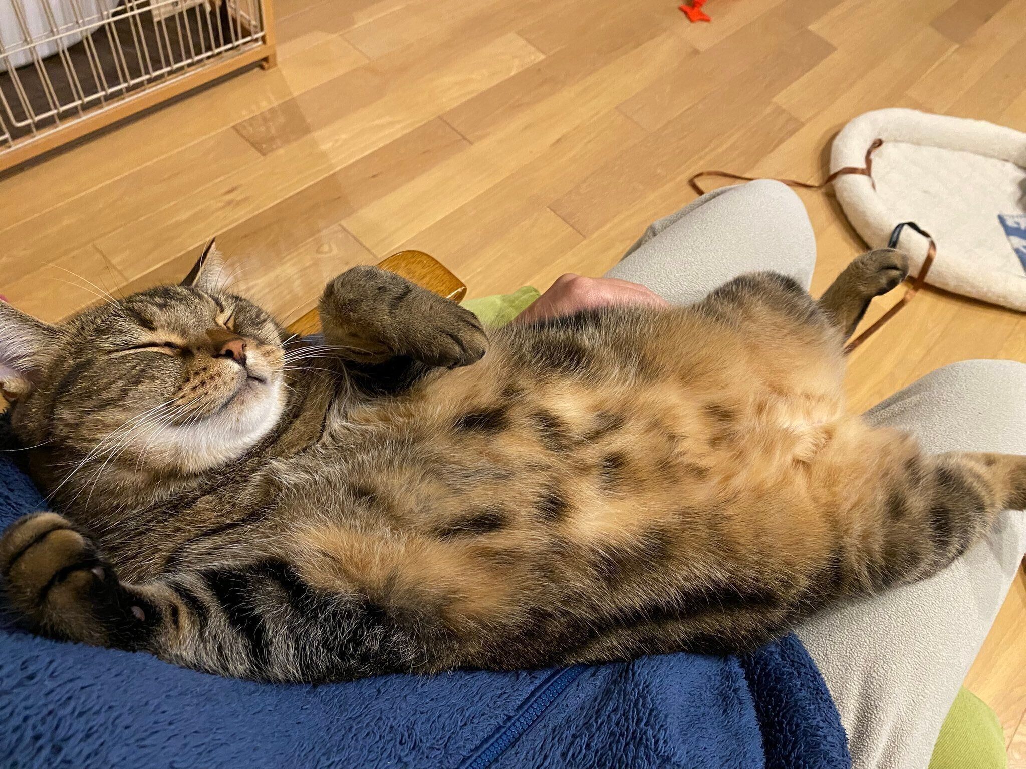 飼い主さんの膝の上でヘソ天するほっけくん