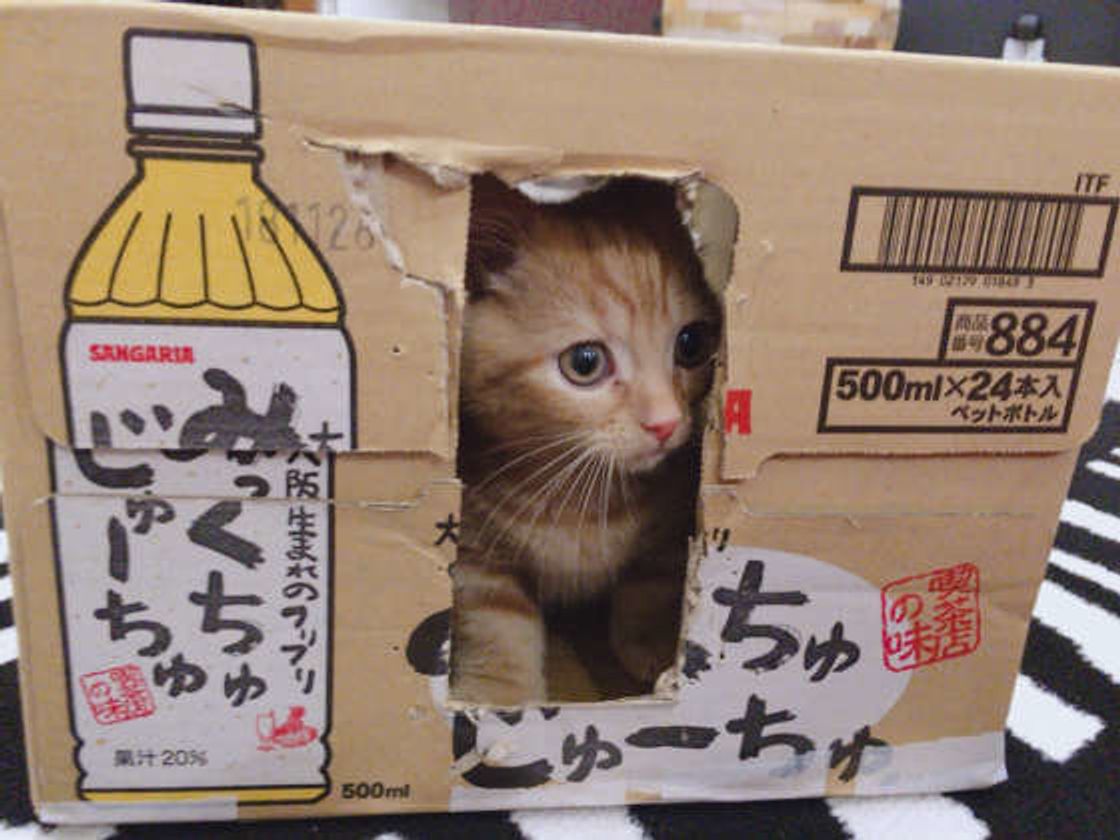 キャリーバッグに入れただけなのに 病院に連れて行くときに嫌がる猫は 割 ねこのきもちweb Magazine キャリーバッグに入れただけなのに 病院に連れて行くときに嫌がる猫は 割 ねこのきもちweb Magazine