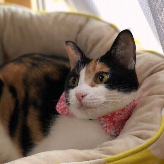 ベッドでくつろぐ三毛猫