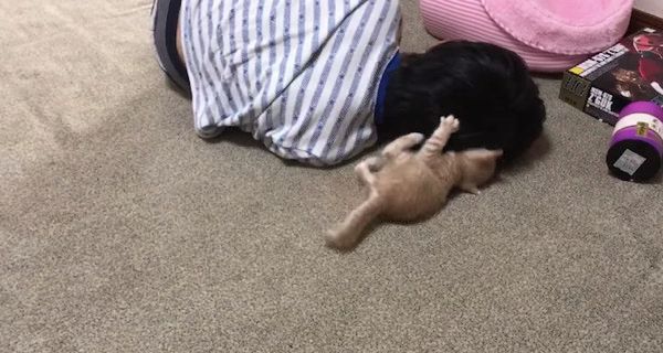 毛づくろいする子猫