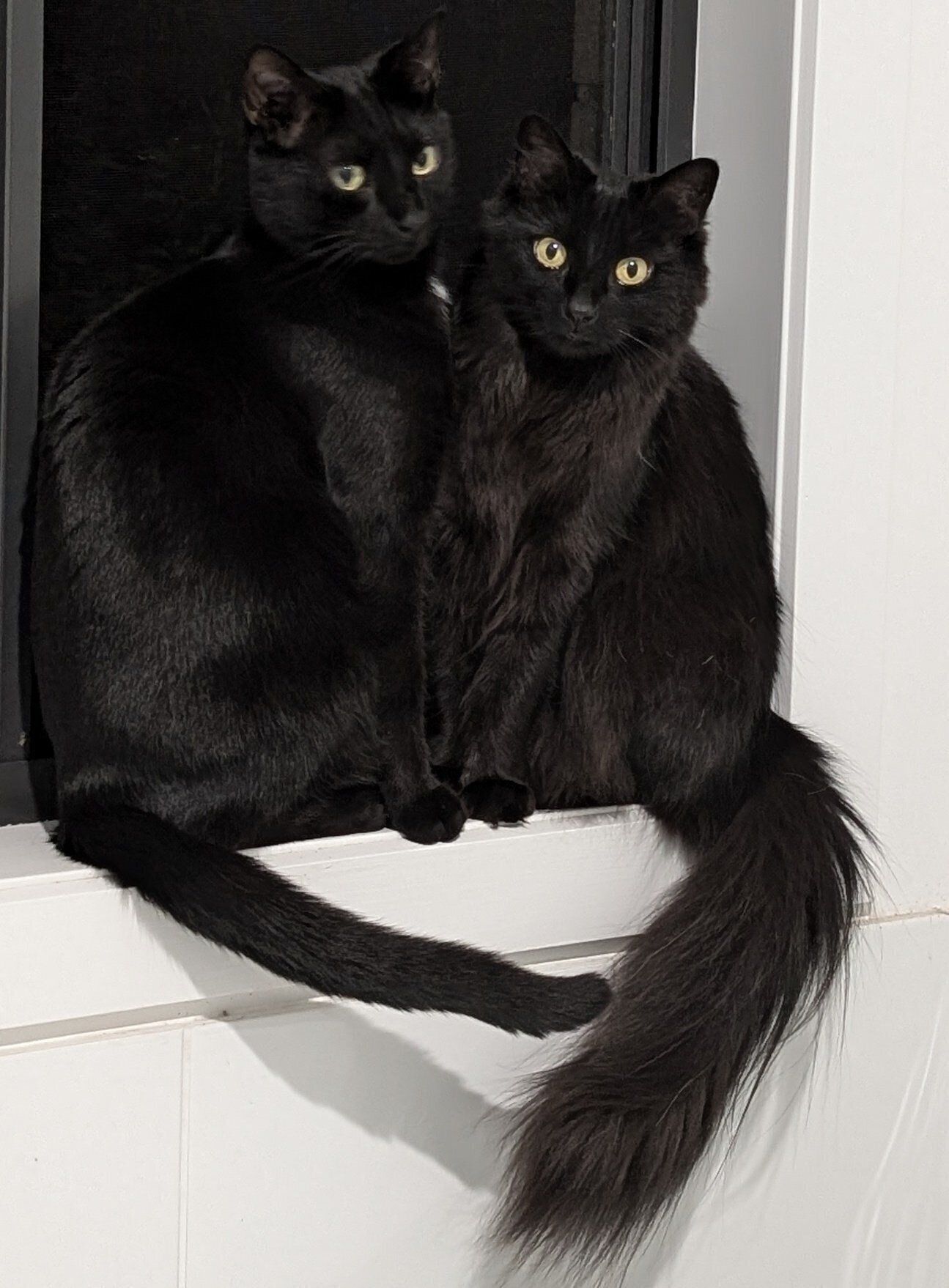 ニャルソックをする2匹