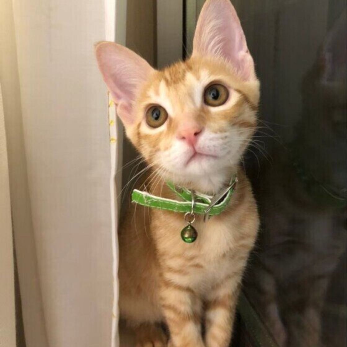猫に使うと危険な場合もある 人間用のアイテム 食器用洗剤 石鹸は大丈夫 獣医師に聞いてみた ねこのきもちweb Magazine 猫に使うと危険な場合もある 人間用のアイテム 食器用洗剤 石鹸は大丈夫 獣医師に聞いてみた ねこのきもちweb Magazine