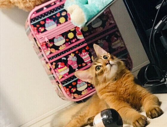 くつろぐソマリ