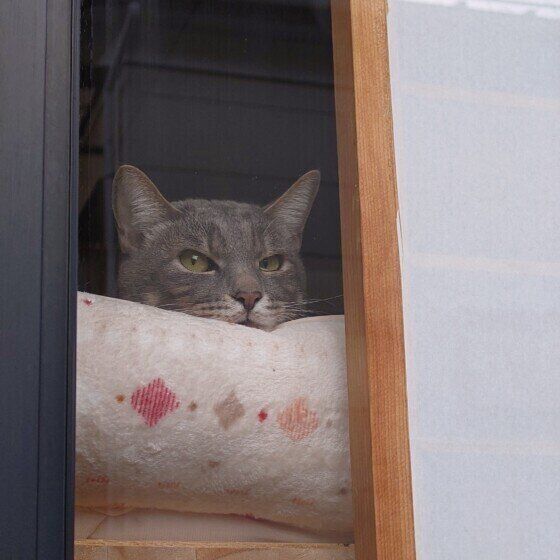 知らん顔するサバトラ猫