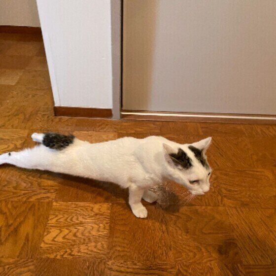 MIXのまひるちゃん