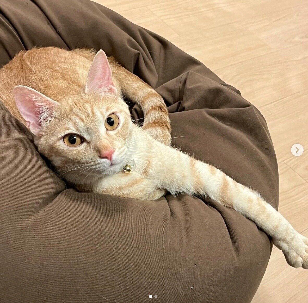 まったりするぽっけくん