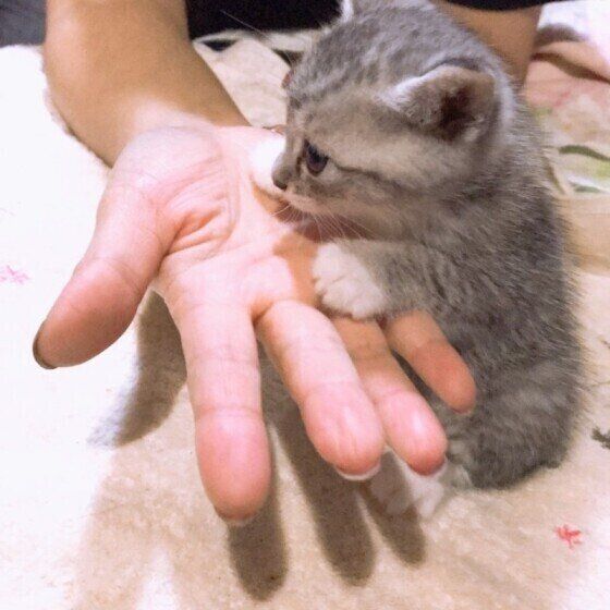 飼い主さんの手に触れる猫