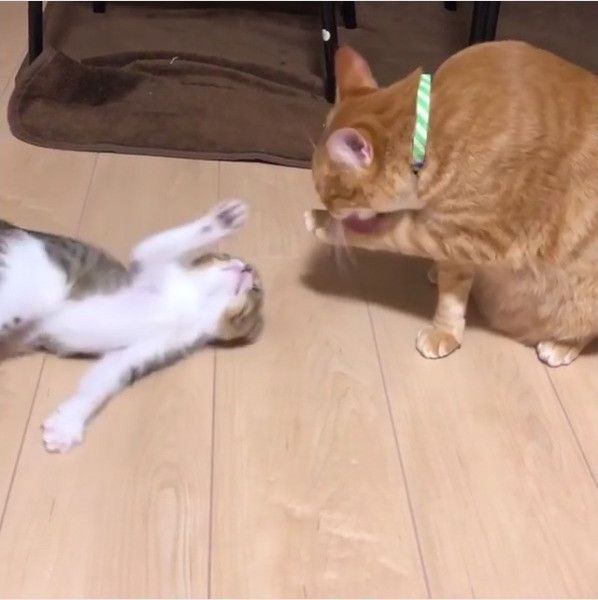 求愛ダンスするニャンコ