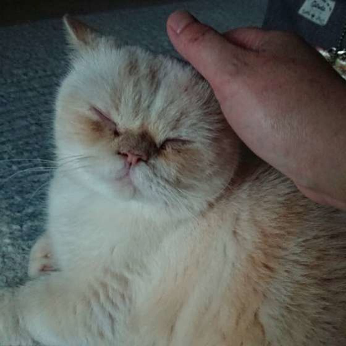 愛猫がして欲しいことしてますか 猫ともっと心を通わせる6つの接し方 ねこのきもちweb Magazine 愛猫がして欲しいことしてますか 猫ともっと心を通わせる6つの接し方 ねこのきもちweb Magazine