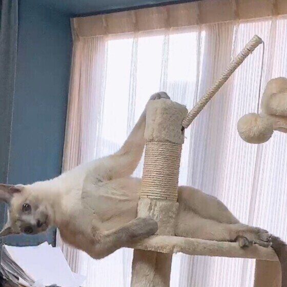 筋肉ムキムキのロシアンブルー