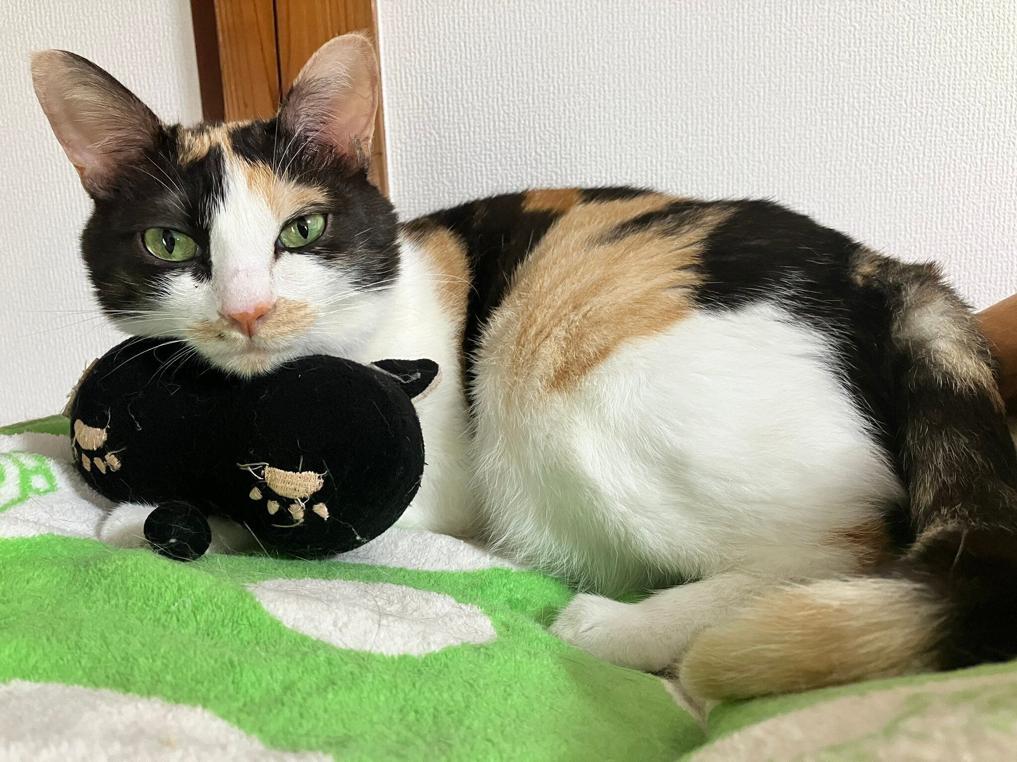 ぬいぐるみを抱えて眠る生後2週間の保護子猫→約4年後、大きく