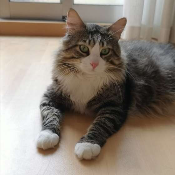 見つめるメインクーン