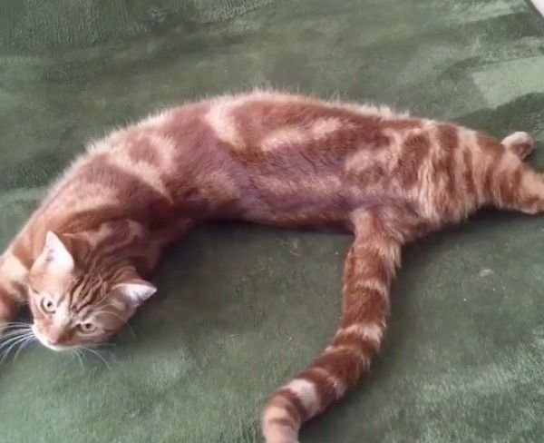 お掃除ロボット「ルンバ」がぶつかっても微動だにしないナツメグくん