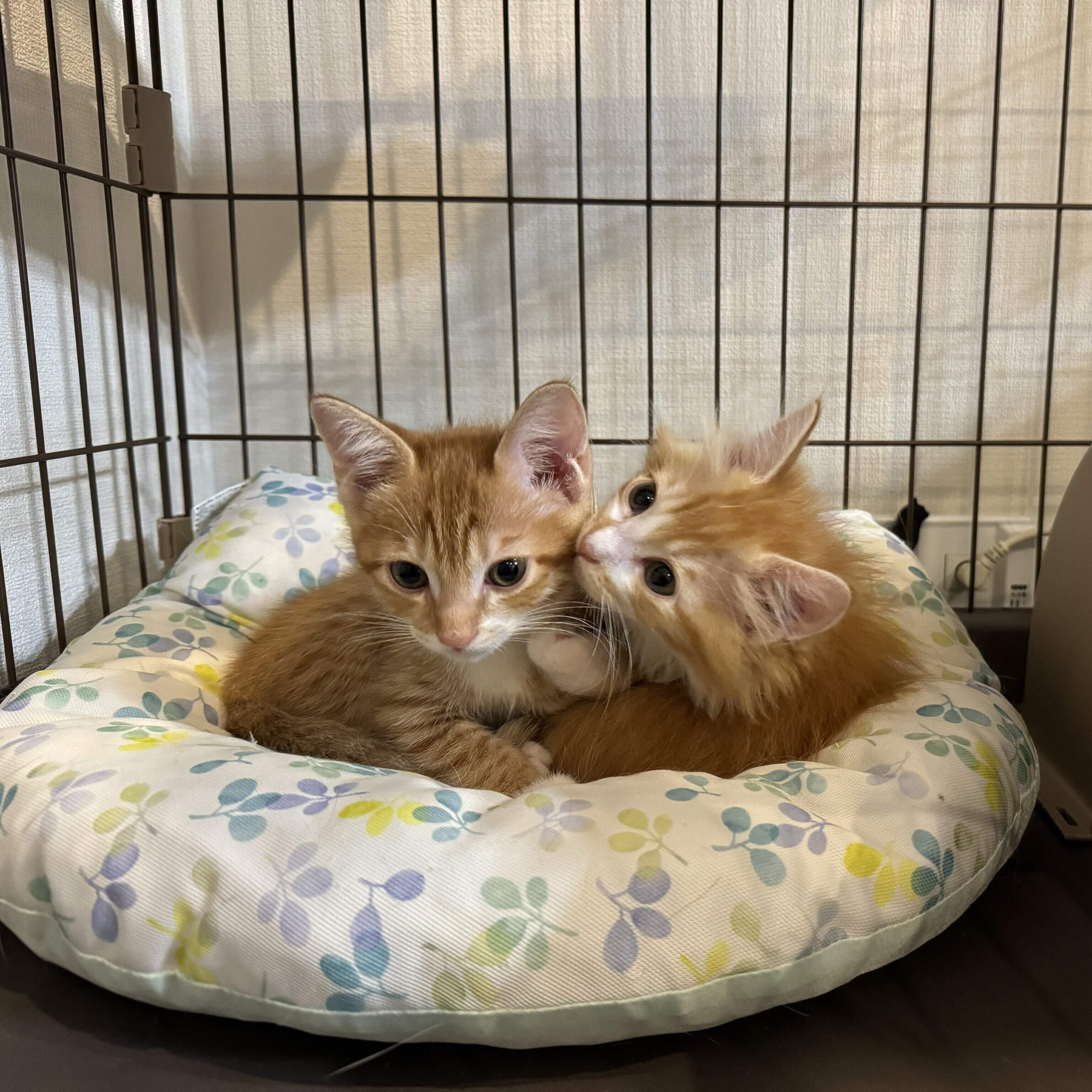 そっくりな兄弟猫　写真左がギルくんで、写真右がアルくん