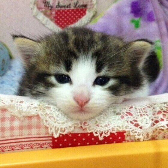 ノルウェージャンフォレストキャットのルパンくん