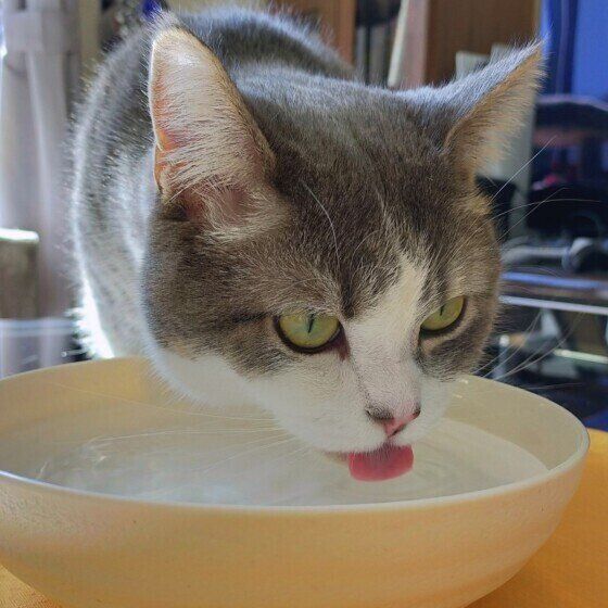 水を飲むミヌエット