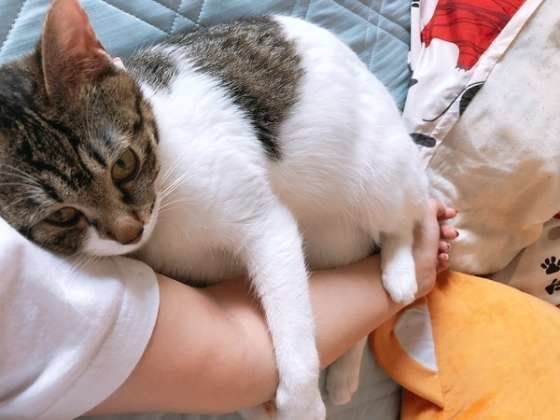 飼い主さんに抱っこされるキジトラ