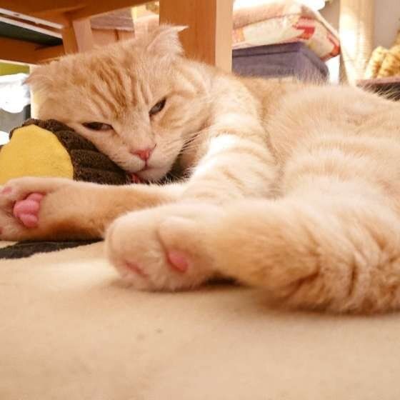 眠そうなスコティッシュフォールド