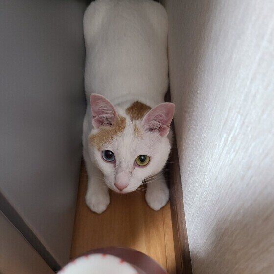 隙間に入るMix猫