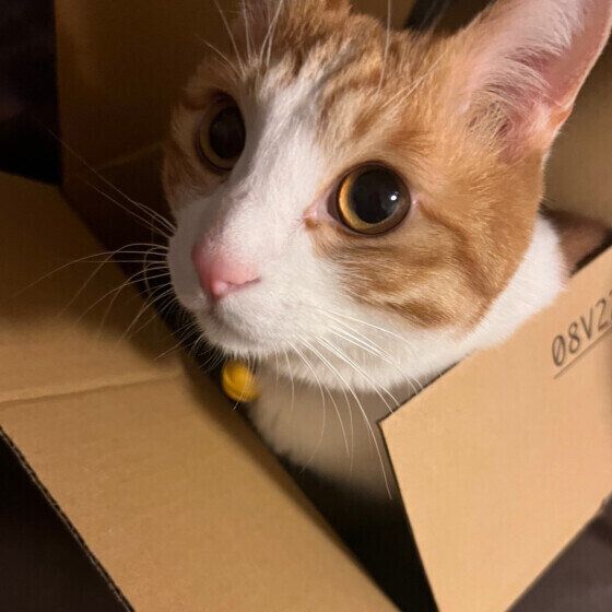 段ボールに入る金時くん