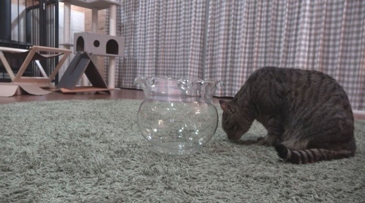 猫動画 金魚鉢を見つけたニャンコ すっぽりハマって見せたドヤ顔がすごい ねこのきもちweb Magazine 猫動画 金魚鉢を見つけたニャンコ すっぽりハマって見せたドヤ顔がすごい ねこのきもちweb Magazine