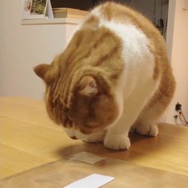 粘着テープ大好きニャンコ