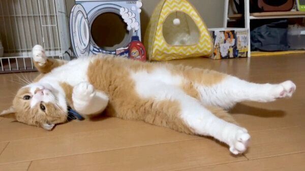 なでられ待ちのさんてくん