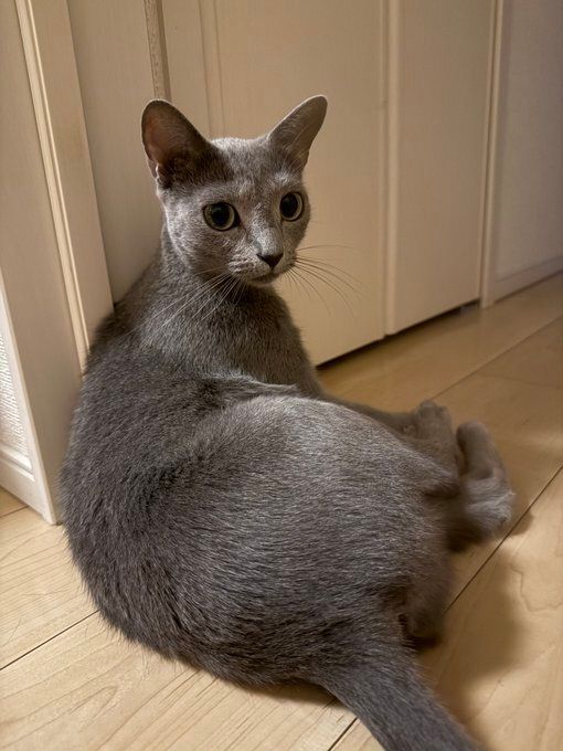 飼い主を見るロシアンブルー