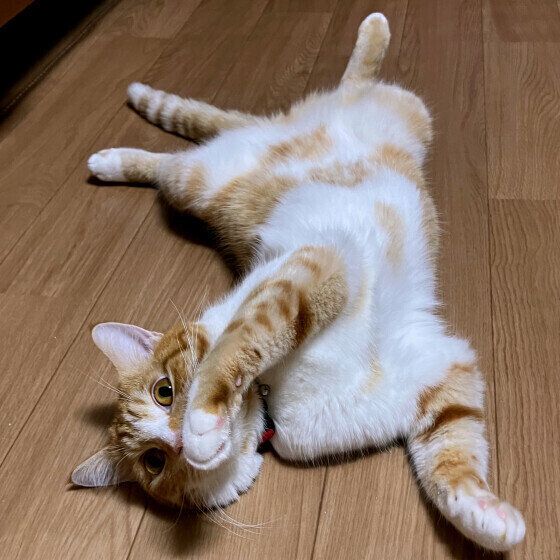 床で体を伸ばすマンチカン