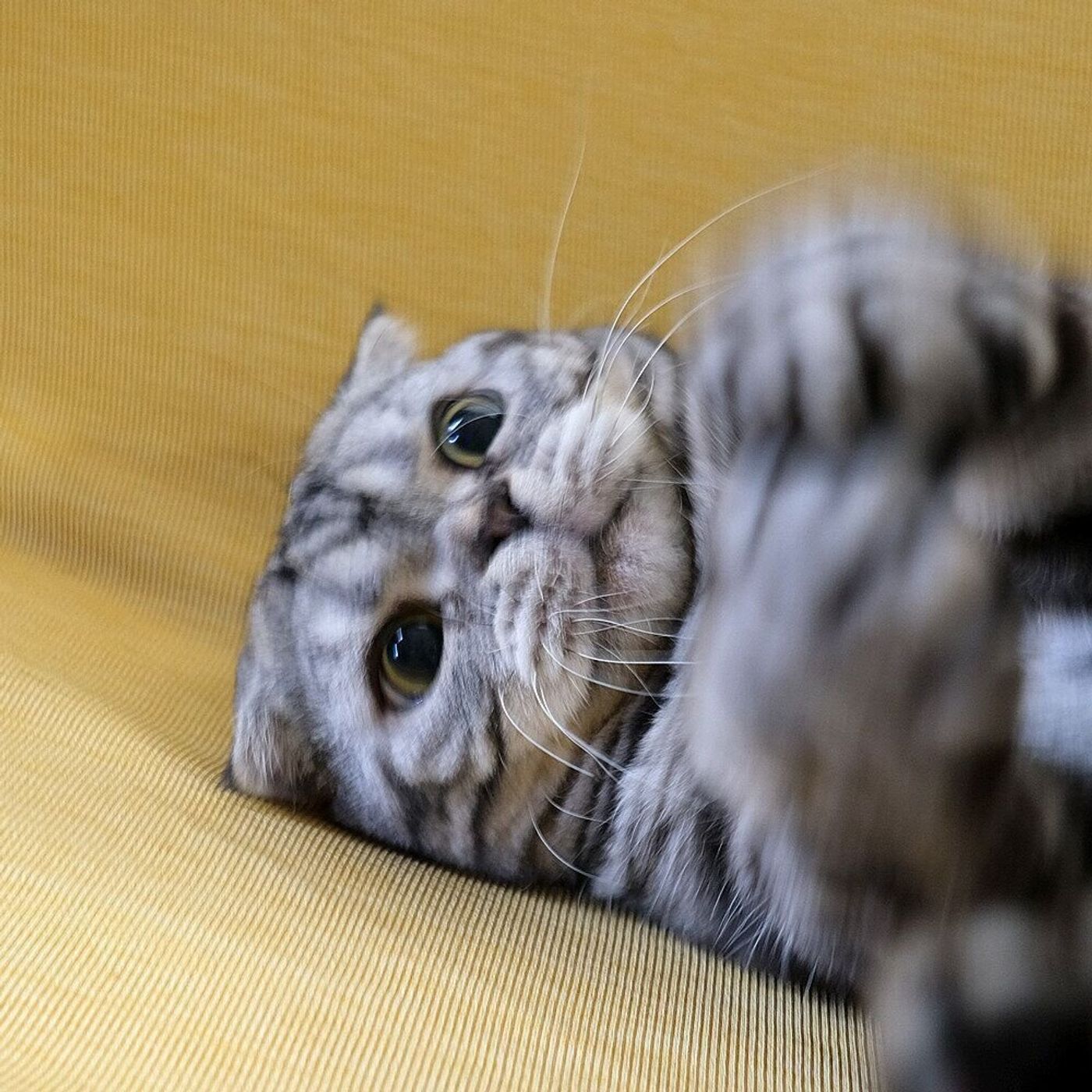 猫キックからの猫パンチ 飼い主は猫のイライラに付き合うべし なお話 連載 渋ネコししまるさん 122 ねこのきもちweb Magazine 猫キックからの猫パンチ 飼い主は猫のイライラに付き合うべし なお話 連載 渋ネコししまるさん 122 ねこのきもちweb Magazine