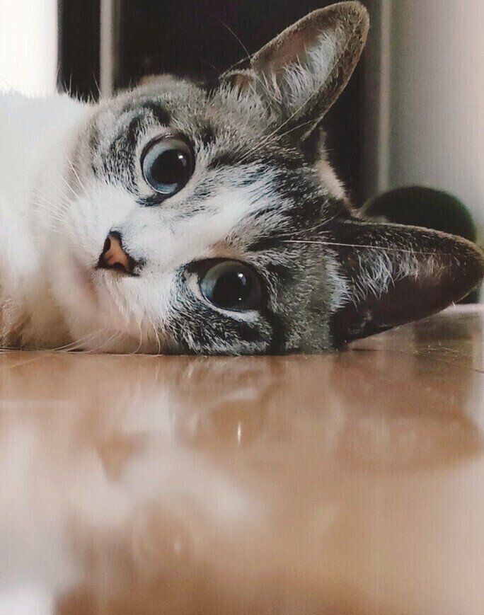 うっとりと見惚れる美しさ。