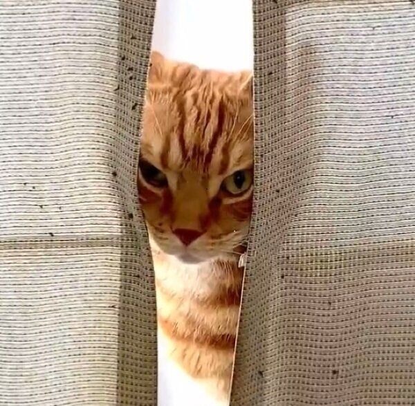 飼い主さんを監視するナツメグくん