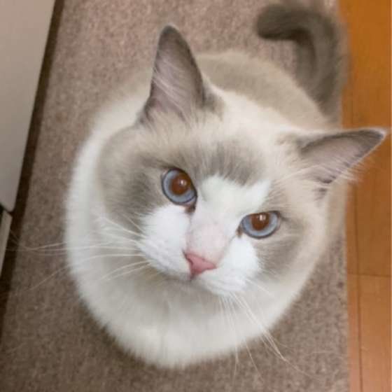 チュールを見つめるふわちゃん（ラグドール）