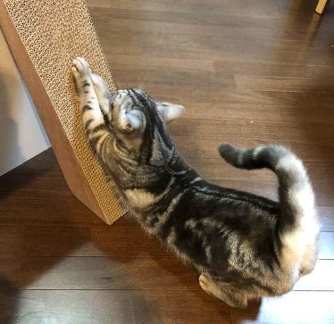 ここにあったらうれしい 愛猫のための爪とぎ攻略方法を徹底解説 ねこのきもちweb Magazine ここにあったらうれしい 愛猫のための爪とぎ攻略方法を徹底解説 ねこのきもちweb Magazine