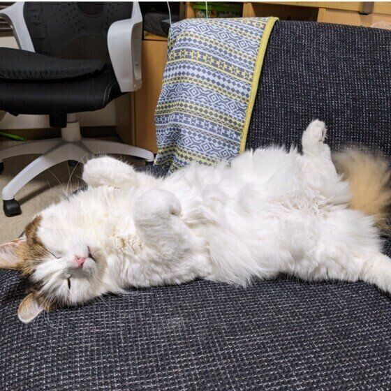 ノルウェージアンフォレストキャットのソラジロウくん