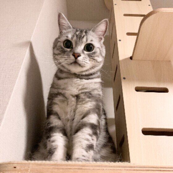 飼い主さんを見下ろすアメリカンショートヘア