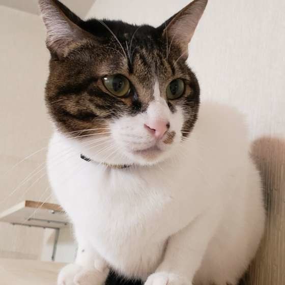 猫の桜夢ちゃん