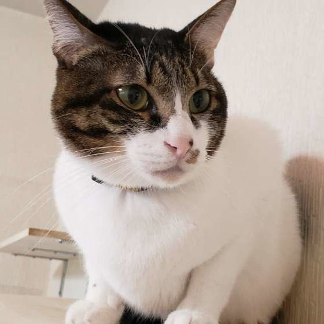 愛猫がトイレ以外の場所で排泄する理由は 考えられる4つの原因 ねこのきもちweb Magazine 愛猫がトイレ以外の場所で排泄する理由は 考えられる4つの原因 ねこのきもちweb Magazine