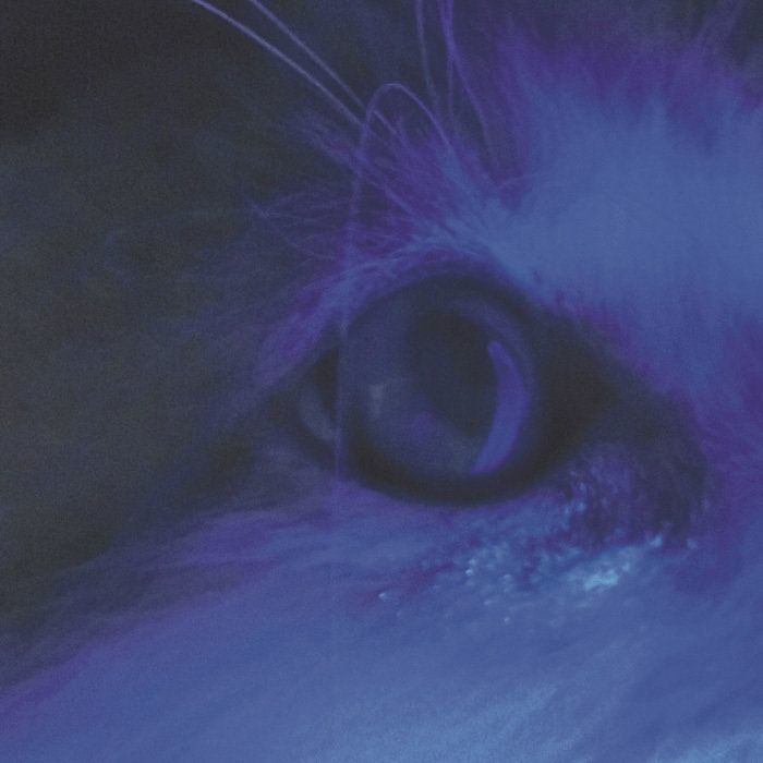 画像／ねこのきもち2019年11月号『ねこの病気逆引き辞典』