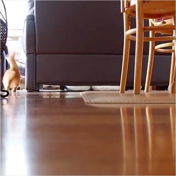 ボール遊び大好きニャンコ