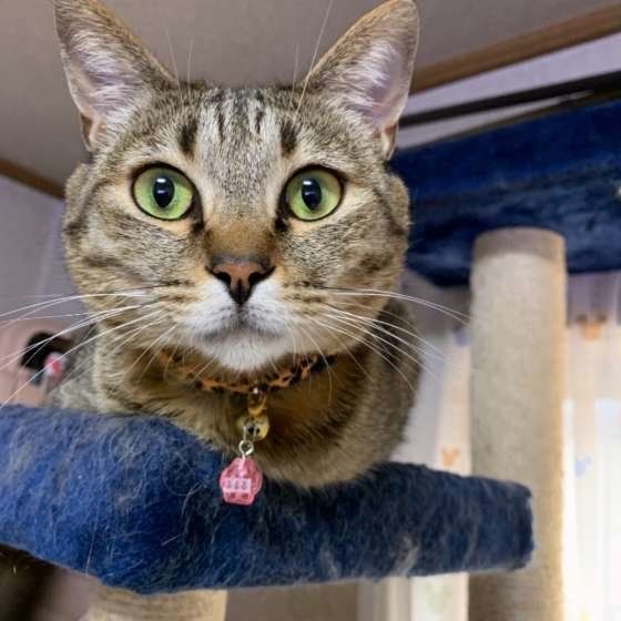 キャットタワーにのぼるキジトラ