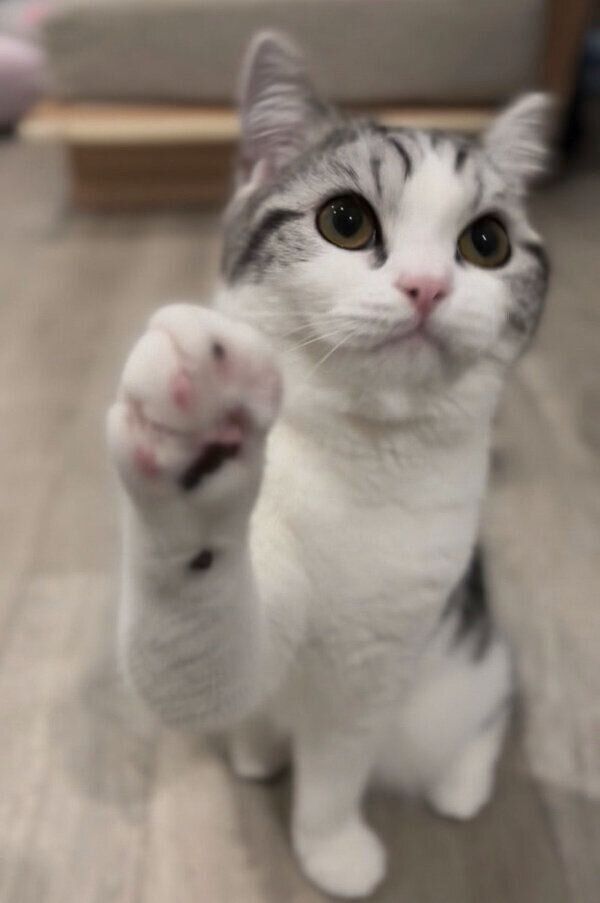 前足を上げるぷくりちゃん