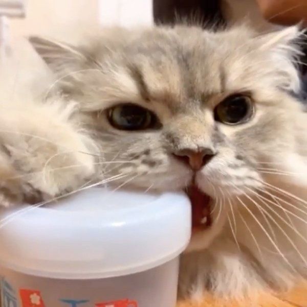 ごはんを欲しがるスコティッシュフォールド