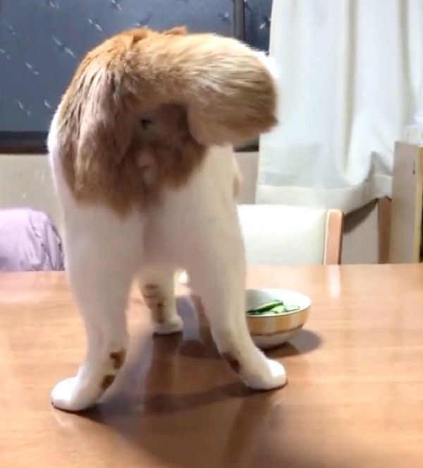 きゅうりに砂をかける猫