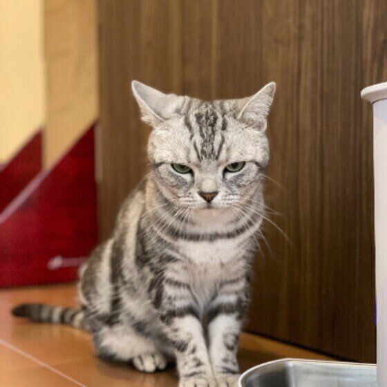 アメリカンショートヘアの姫ちゃん♪