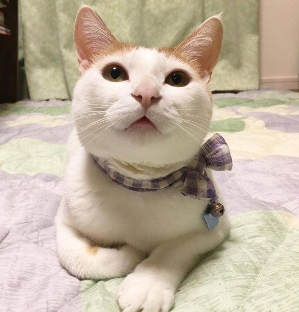 猫のむぎちゃん