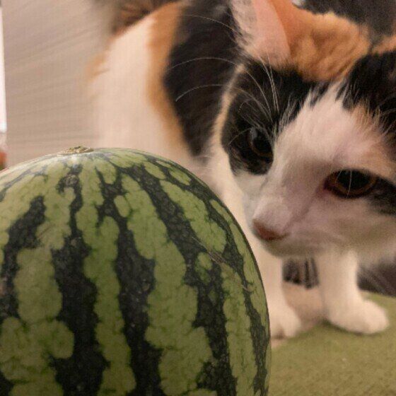 スイカに興味津々の三毛猫（ミックス）