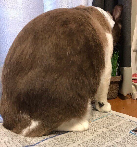 お尻を向ける猫