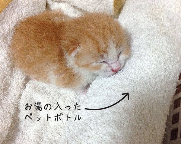 眠る子猫